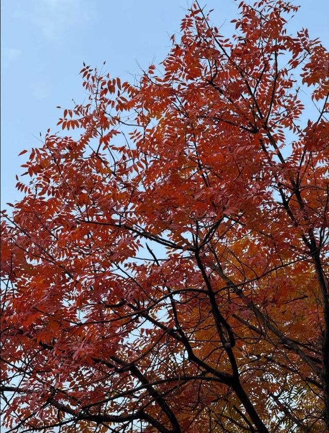 上海世紀公園週末漫遊指南免費賞秋絕美勝地 上海世紀公園週末漫遊指南免費賞秋絕美勝地