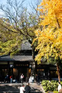 亭林公園楓葉紅透啦