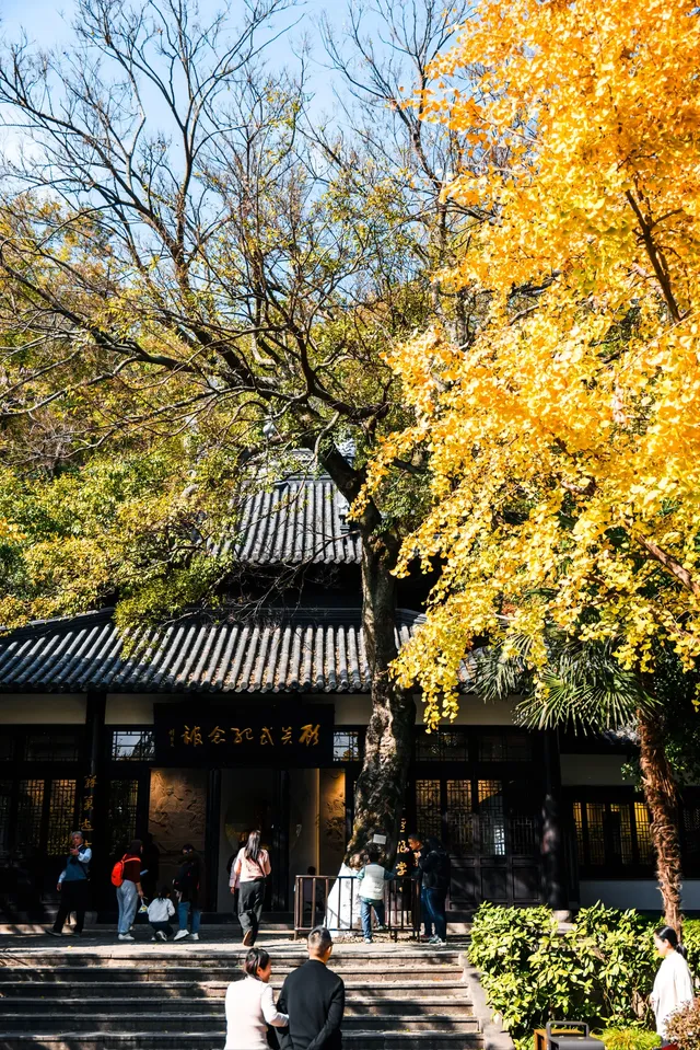 亭林公園楓葉紅透啦