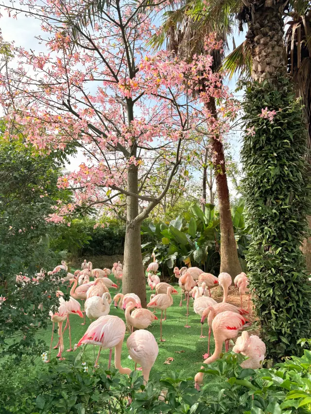 清遠長隆最新打卡攻略！陰雨天也能玩到嗨～