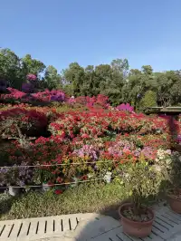 深圳的秋天 請來蓮花山公園大口吸氧吧
