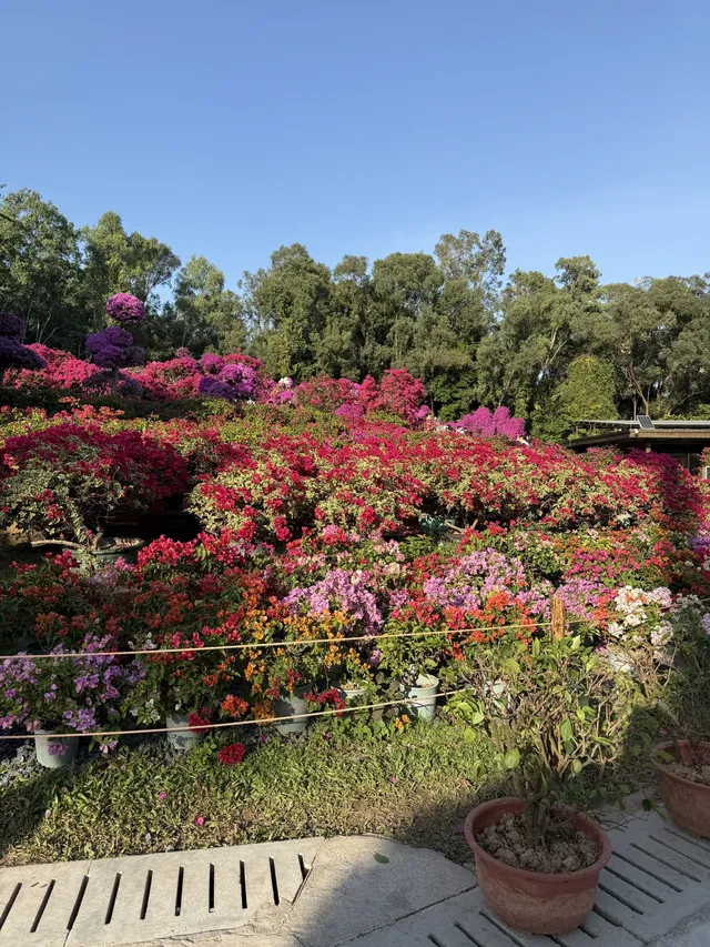 深圳的秋天 請來蓮花山公園大口吸氧吧