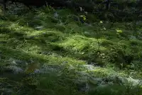 喀納斯湖 Kanas lake 天堂遺忘的地方