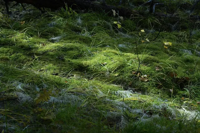 喀納斯湖 Kanas lake 天堂遺忘的地方 喀納斯湖 Kanas lake 天堂遺忘的地方