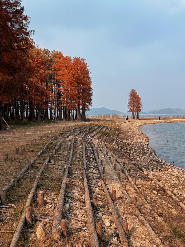 12月8日四明湖紅杉林紅度100%最佳觀賞期！