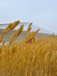 冬天的河西走廊是一場寂靜而盛大的浪漫