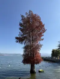 大理旅行 ｜龍龕碼頭入口這個機位太美了吧