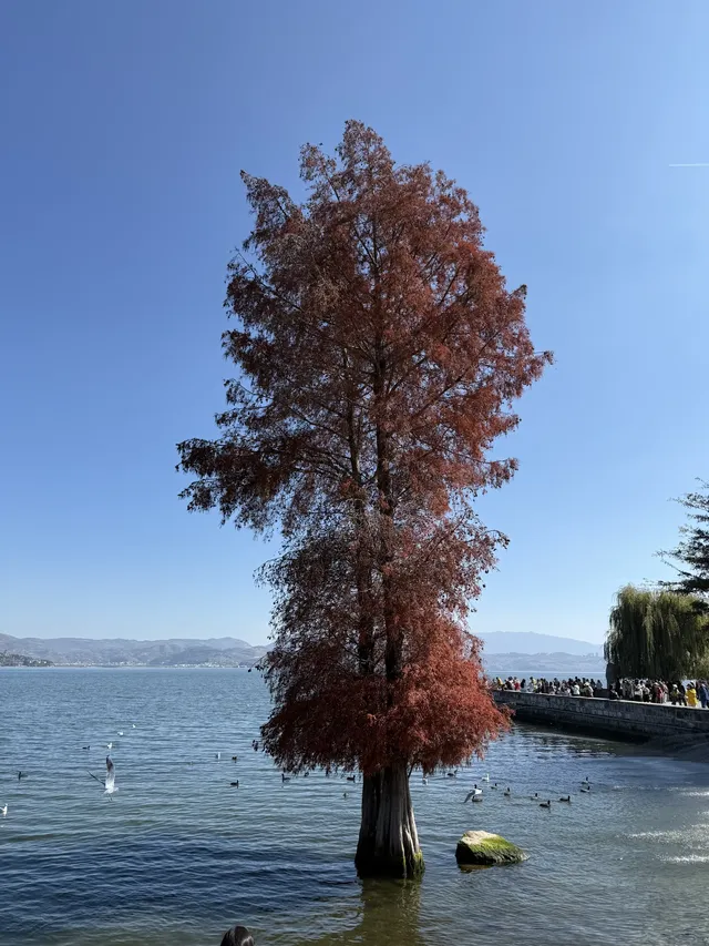 大理旅行 ｜龍龕碼頭入口這個機位太美了吧