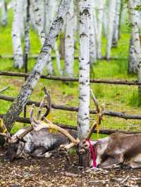 呼倫貝爾-大興安嶺美到窒息