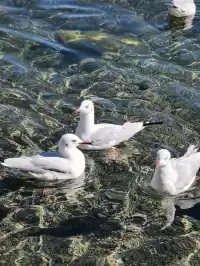 在瀘沽湖酒店看到晨霧！12.5實拍