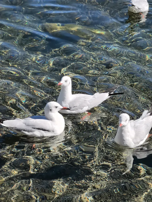 在瀘沽湖酒店看到晨霧！12.5實拍