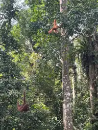 古晉十日：從山都望雨林到砂拉越河岸