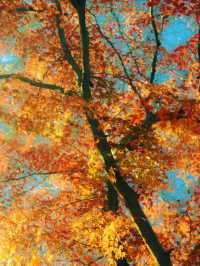 帶上這個以防萬一｜秋天的星星調色教程