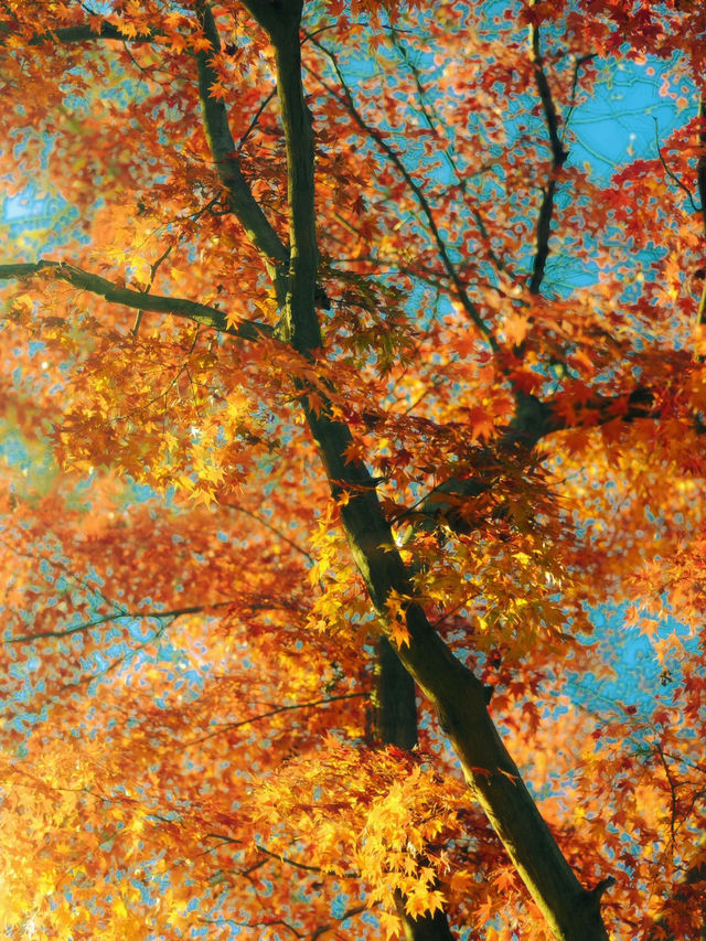 帶上這個以防萬一｜秋天的星星調色教程