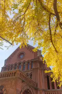 12.4外灘聖三一堂銀杏季已到附隱藏機位