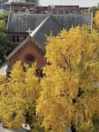 12.4外灘聖三一堂銀杏季已到附隱藏機位