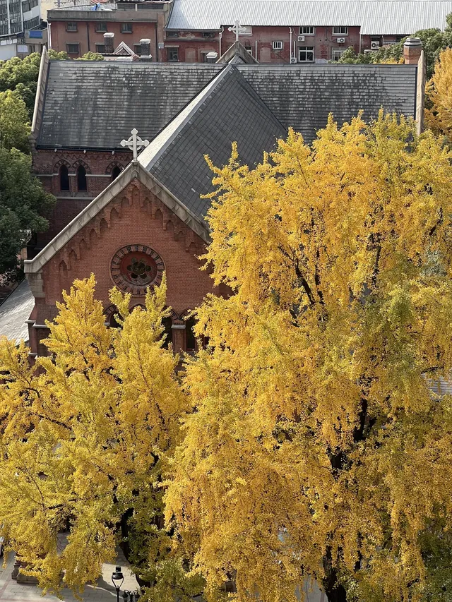 12.4外灘聖三一堂銀杏季已到附隱藏機位 12.4外灘聖三一堂銀杏季已到附隱藏機位