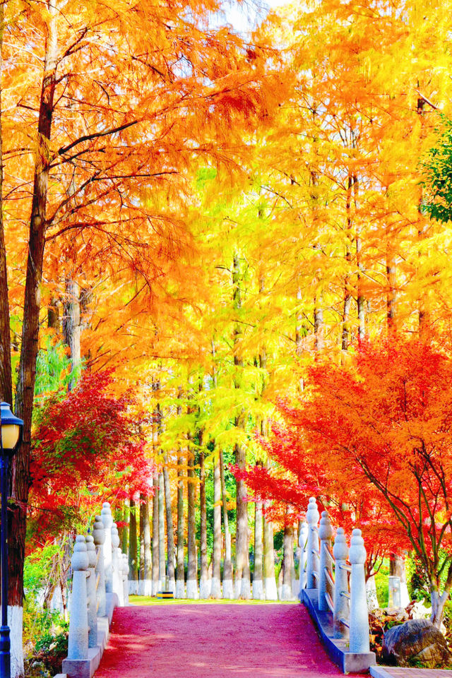 武漢秋天美炸了元旦跨年瘋玩攻略,錯過等一年 武漢秋天美炸了元旦跨年瘋玩攻略,錯過等一年