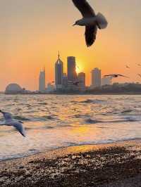 青島棧橋拍海鷗大片