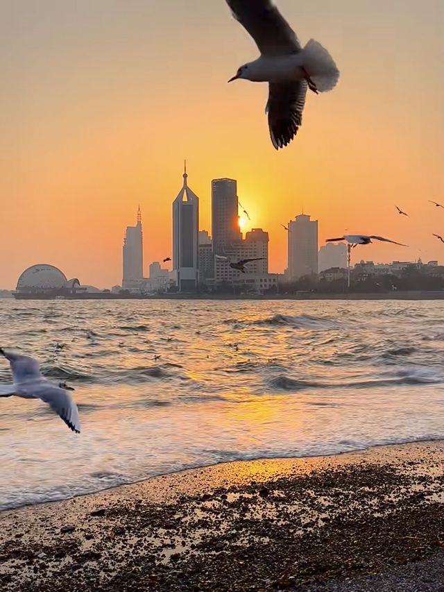 青島棧橋拍海鷗大片 青島棧橋拍海鷗大片