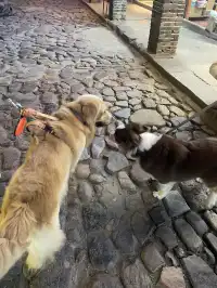 福建雲水謠|帶狗狗走進大魚海棠的童話世界