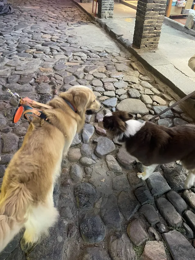 福建雲水謠|帶狗狗走進大魚海棠的童話世界 福建雲水謠|帶狗狗走進大魚海棠的童話世界