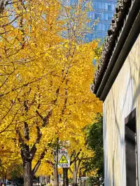 清吟街|想看看你們拍的銀杏