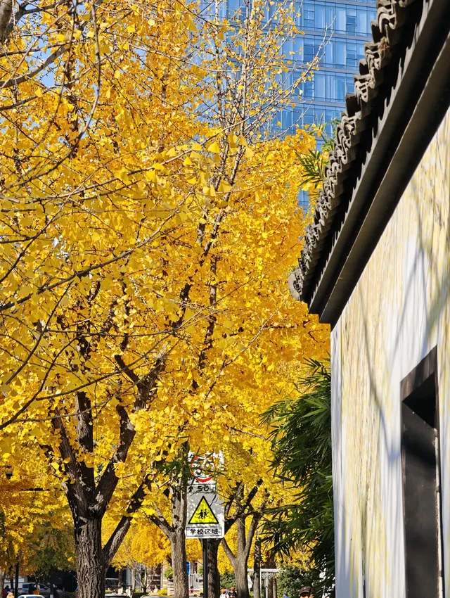 清吟街|想看看你們拍的銀杏 清吟街|想看看你們拍的銀杏