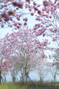 12.11拍|深圳紫花風鈴木開滿啦