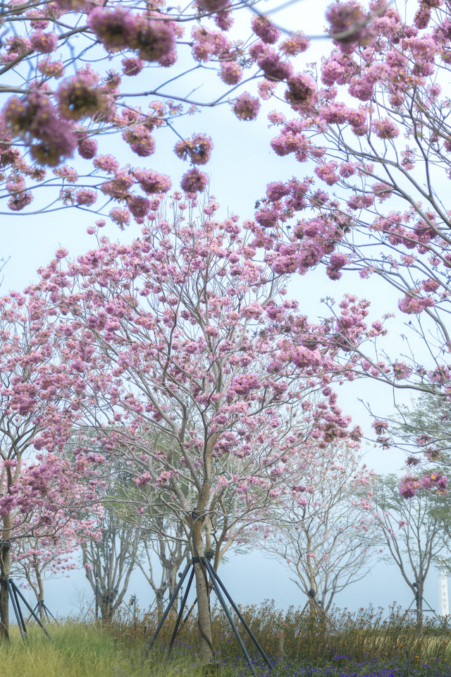 12.11拍|深圳紫花風鈴木開滿啦 12.11拍|深圳紫花風鈴木開滿啦