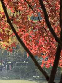 一座公園愛上一座城|我見到駱賓王詩裡的鵝