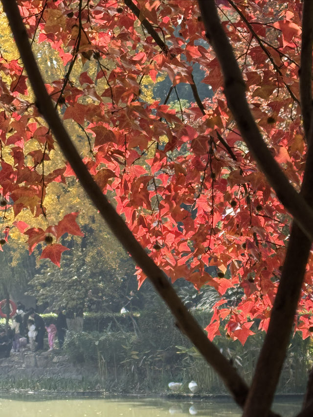 一座公園愛上一座城|我見到駱賓王詩裡的鵝 一座公園愛上一座城|我見到駱賓王詩裡的鵝