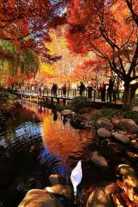 魔都賞秋封神路線!0元拍出大片感