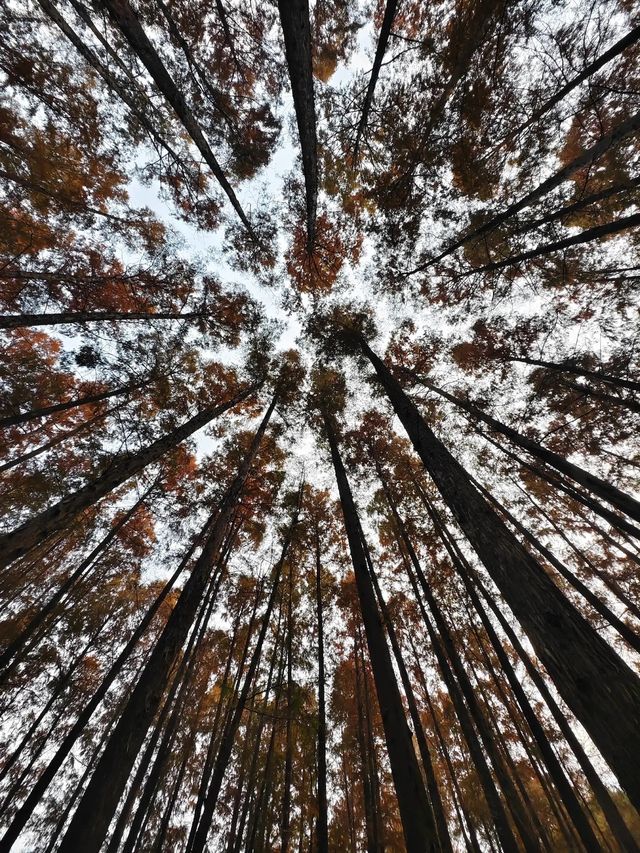 冬日泉州｜清源山的絕美夕陽剪影