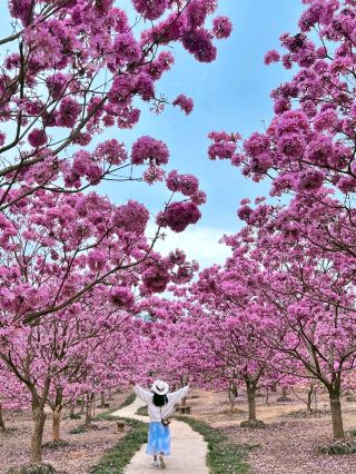 花の海の饗宴、夢のように幻想的