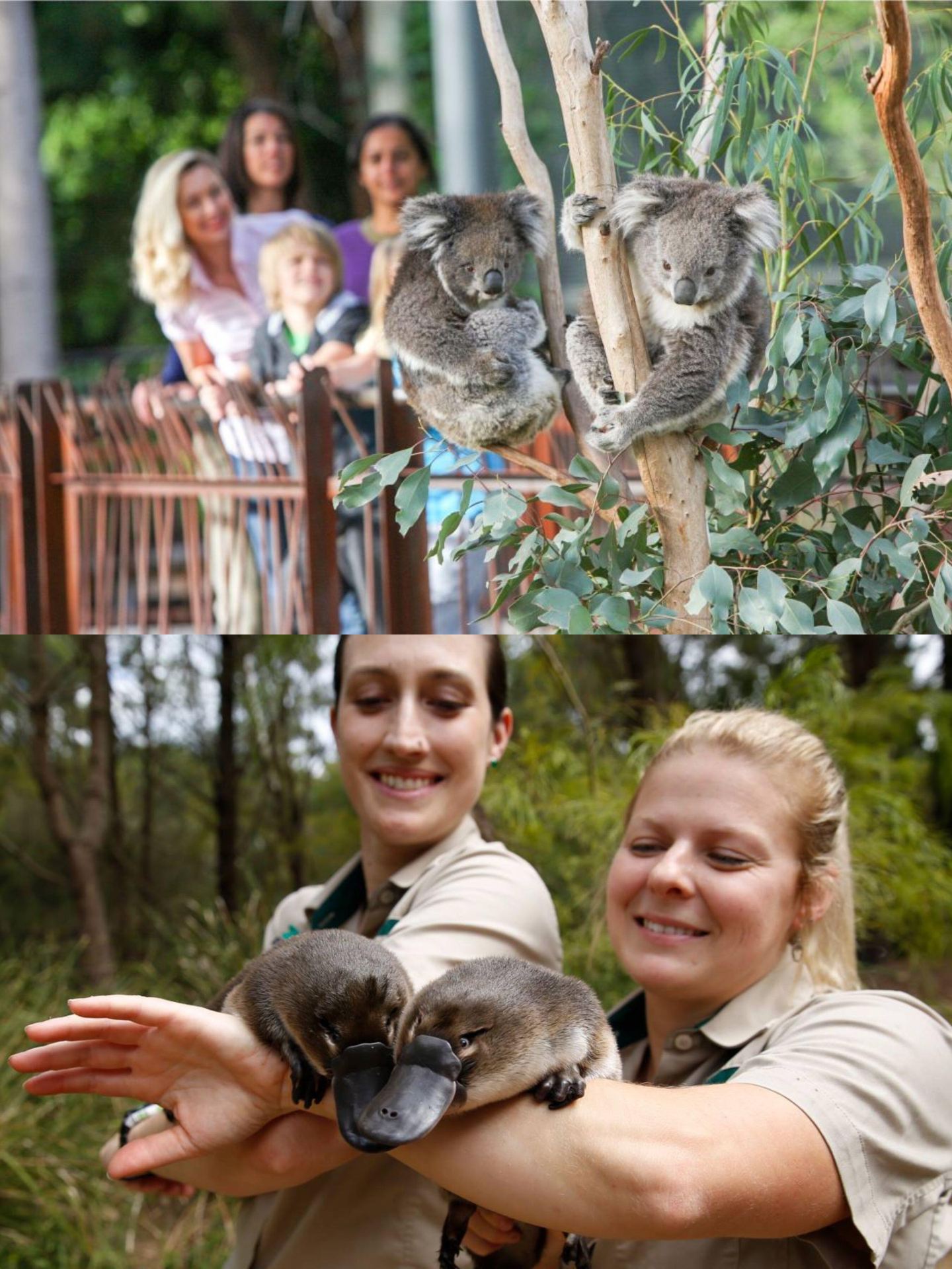 Complete Guide to the Three Major Zoos Around Melbourne for Avoiding Disappointments