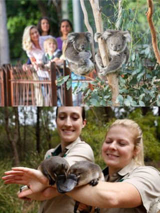 Complete Guide to the Three Major Zoos Around Melbourne for Avoiding Disappointments