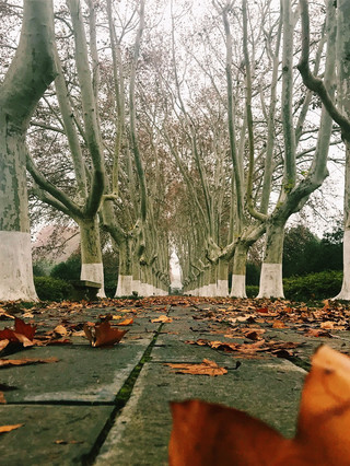 南京秋後漫步🍂