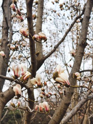 3.14 올송 실시간｜복숭아꽃 10% 개화! 다음 주 바로 돌진
