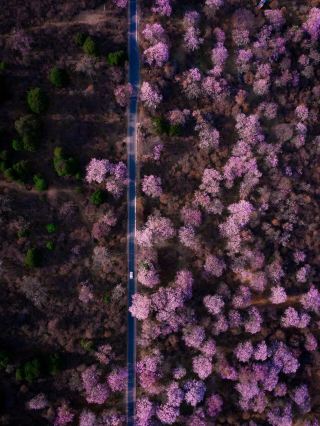 一人当たり2千元以上、西蔵リンジ桃の花祭り5日4泊の旅打刻