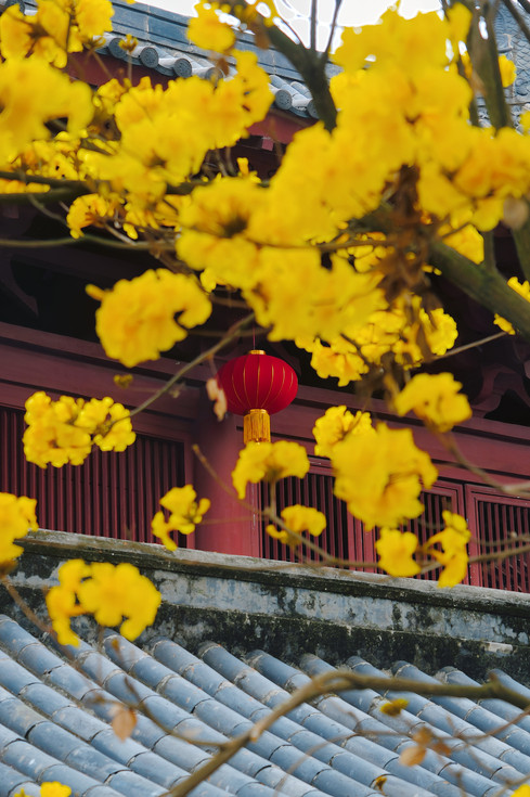 広州はまさに花の都にふさわしい！！黄花風鈴木がとても魅力的です