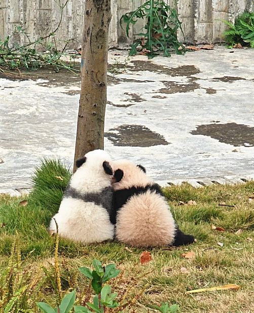 二匹のパンダにときめかされた | Trip.com 成都
