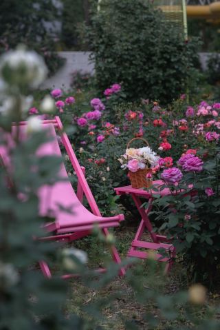 The Egret Bay Rose Festival has only two weeks left!