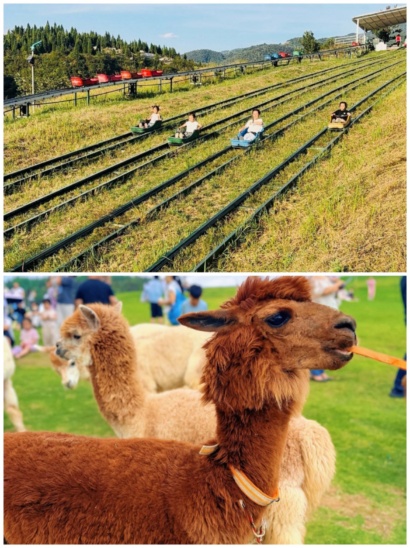 Khu phố lạc đà Alpaca Trung Quốc đã đóng cửa, và tôi thực sự không khuyên bạn nên đến đó vào tháng Bảy vì mùi hương ở đó quá nồng.