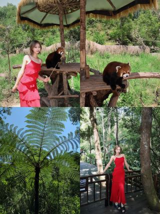 Pu'er Sun River | A day healed by both animals and forest. Before coming, I thought it was just an ordinary forest park, but after arriving, I discovered that the animals actively sought you out to play.