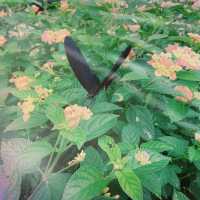 陽明山花季（繡球花）