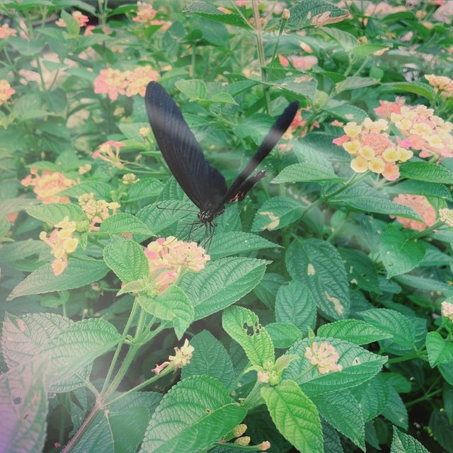 陽明山花季（繡球花）