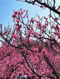 부산 기장 지금 꼭 가야할 매화성지 매화원🌸