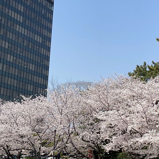 小倉城的櫻花、旦過市場