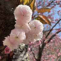 慶州景點-UNESCO世界文化遺產-佛國寺